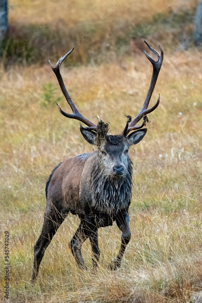 Fototapeta premium red stag, cervus elaphus, in the rutting season on the mountains at a autumn evening