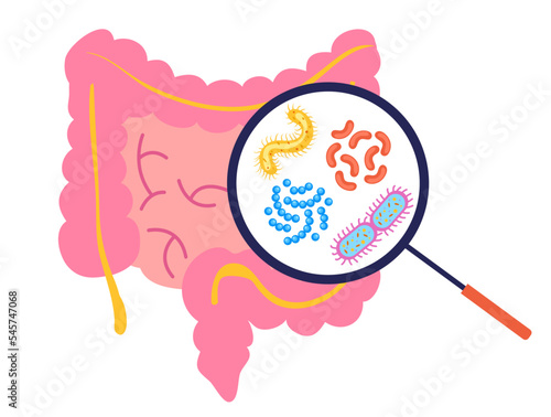 Intestine with magnifier searching bacteria flora digestive concept. Vector graphic design illustration element
