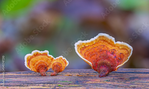 Close up.Brown Mushrooms Stereum ostrea are blooming on dry piece of wood in rainy season photo