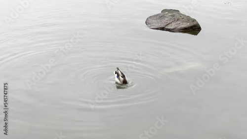 Duck in Water ( mallard )
