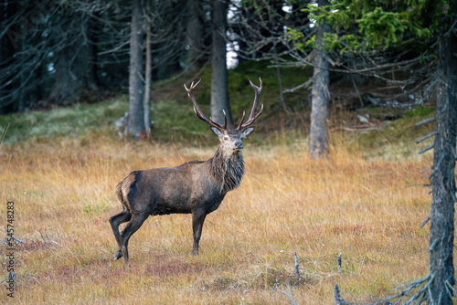 red stag  cervus elaphus  in the rutting season on the mountains at a autumn evening