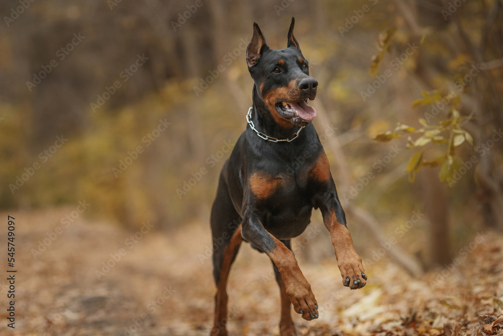 running doberman pinscher dog