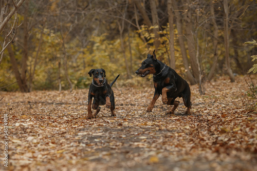 running two doberman pinscher dogs
