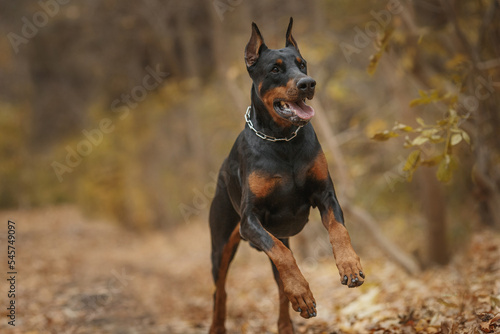 running doberman pinscher dog
