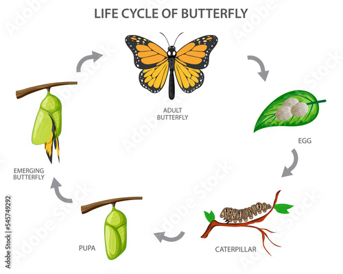 Photography Lifecycle of Butterfly vector illustration