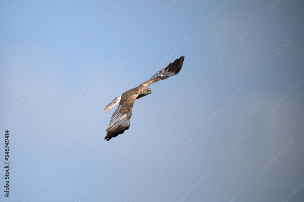 Obraz premium bird, himmel, fliegender, fliege, weiß, flügel, aufsteigend