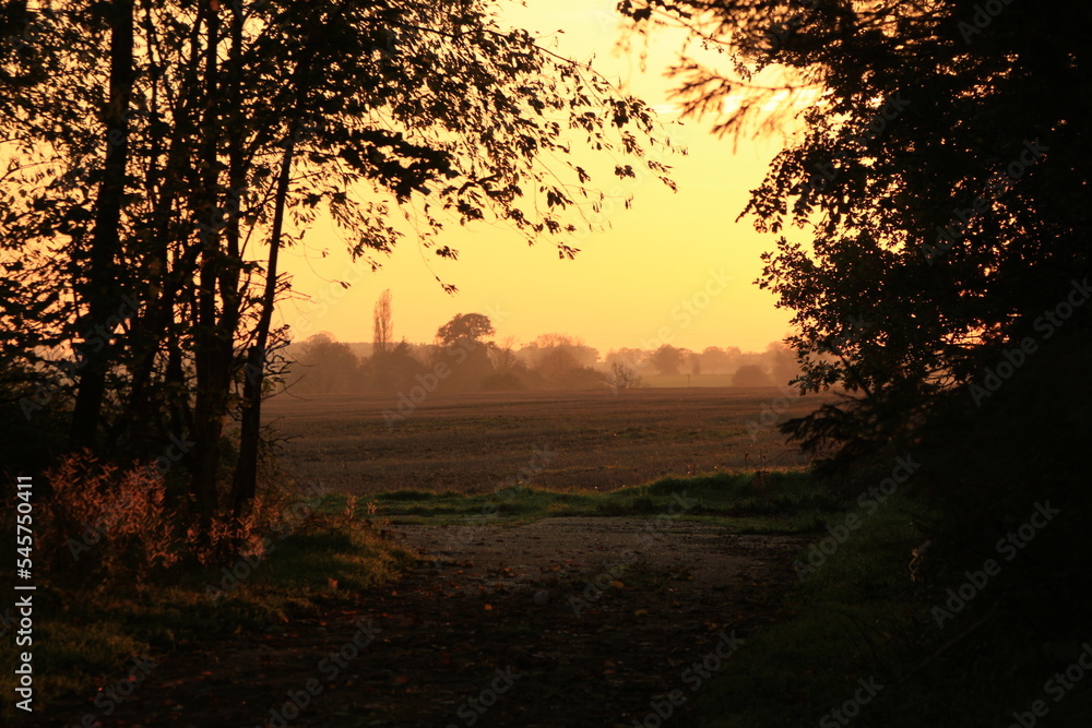 sunset in the forest