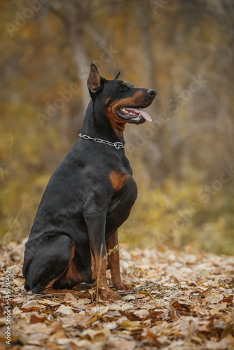 dog doberman pinscher portrait in autumn © Даша Швецова