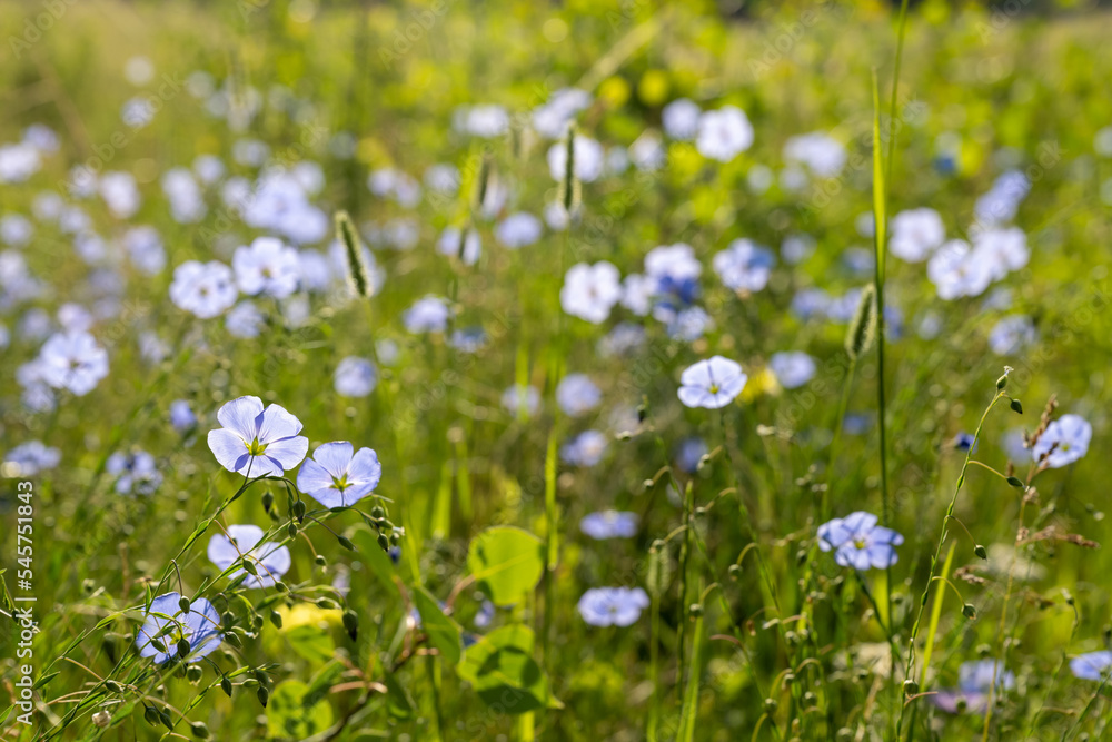 Sunlight Shines Through Blue Flax Blossoms In Thick Grassy Field