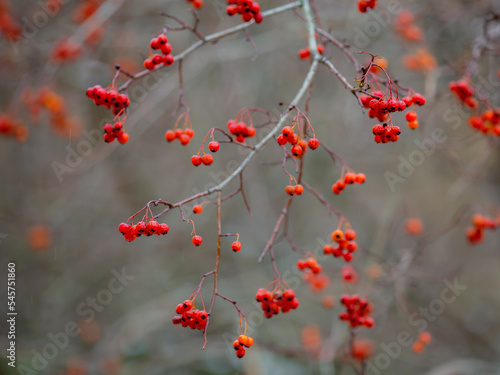 Hawthorn berries on a branch in autumn