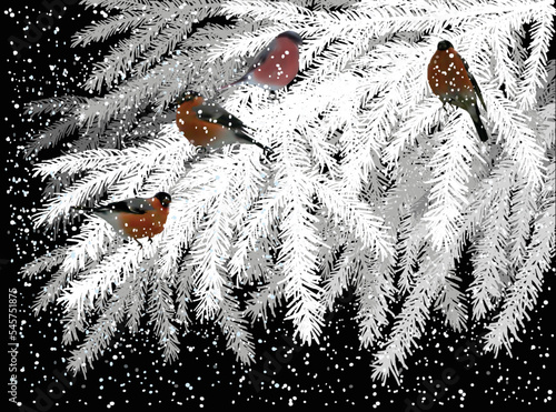 Print op canvas four bullfinches on white fir branches