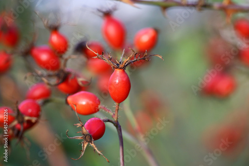 Ripe rosehip berries on a bush. Red medicinal fruits of briar