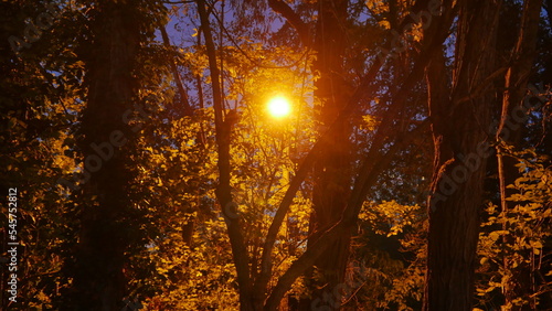 Un coin d'un parc ou celui d'une rue, zone urbaine éclairé par des lampadaires jaunes, avec un peu de nature, début d'automne, photo de nuit ou de soirée, avec un peu de brume.  photo