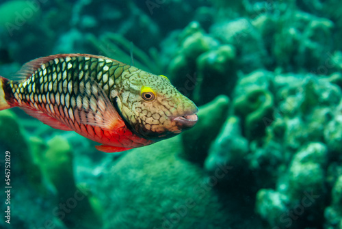 Stoplight parrotfish Sparisoma viride in its initial phase