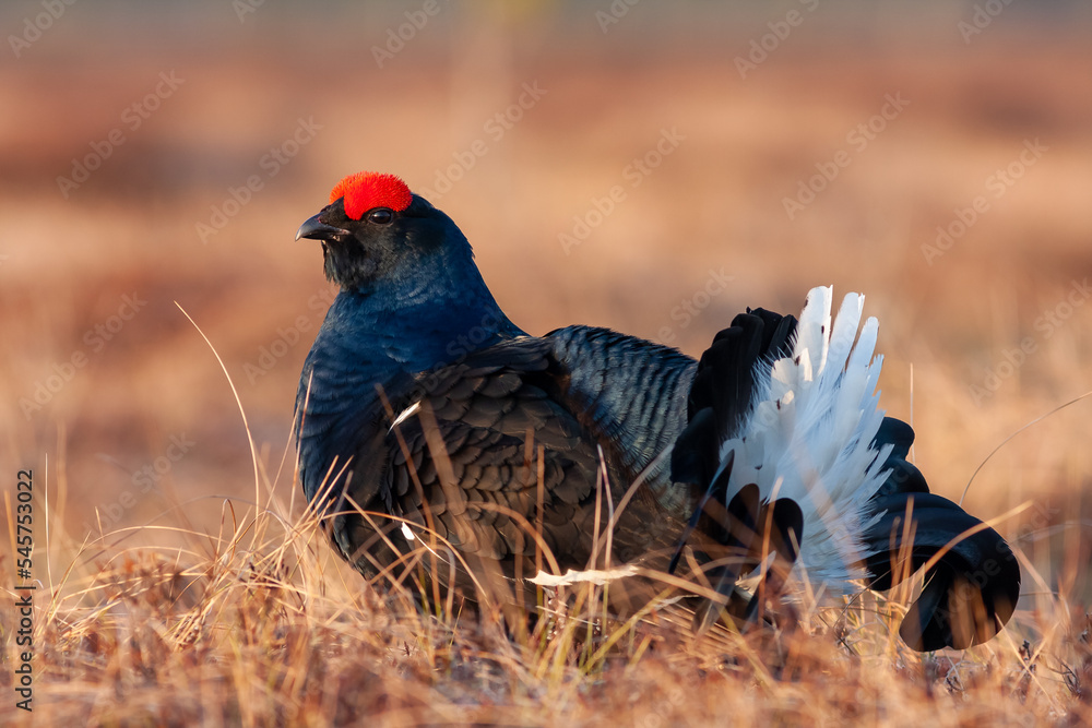 Black grouse during mating call. Male of grouse on the bog. Wildlife scene from north Europe Black grouse during mating call. Male of grouse on the bog. Wildlife scene from north Europe