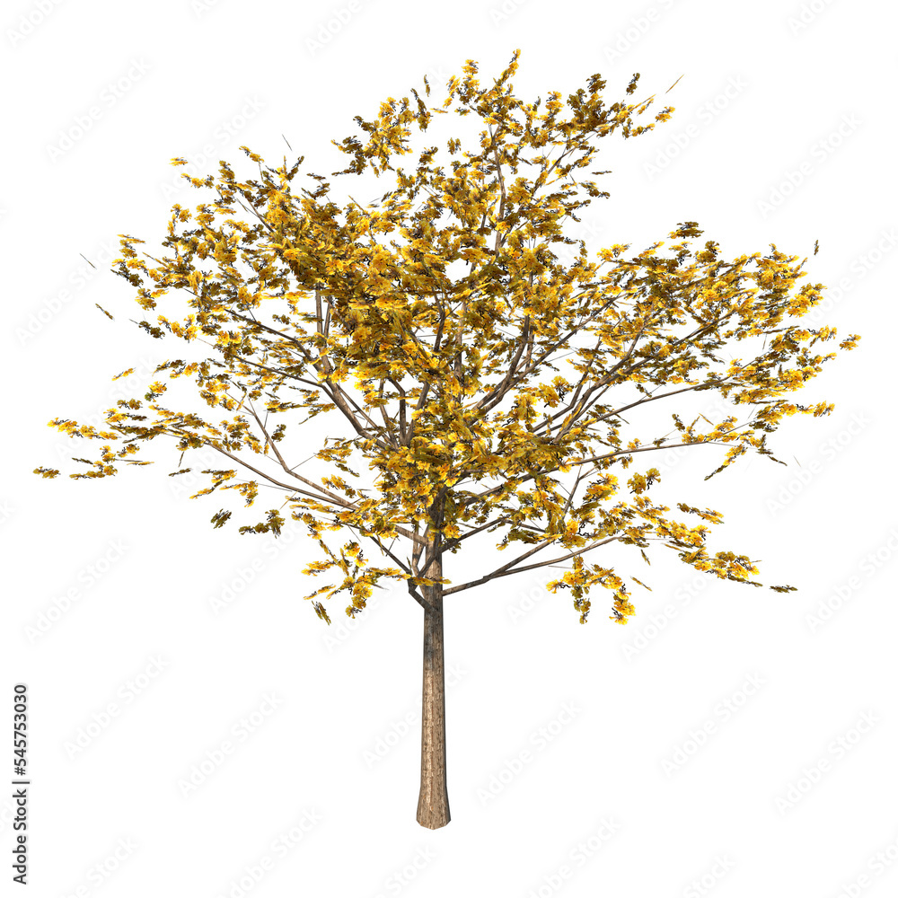 Front view of Plant (Handroanthus albus golden trumpet tree 2) Tree png