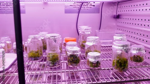 Fridge at the laboratory with empty flasks and green plants. Stock footage. Concept of science. photo