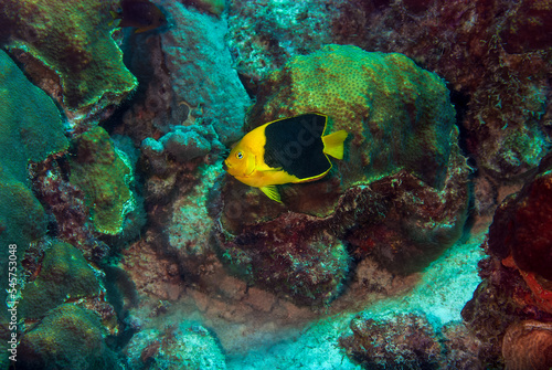 Rock beauty angelfish on coral reef at Bonaire Island in the Caribbean