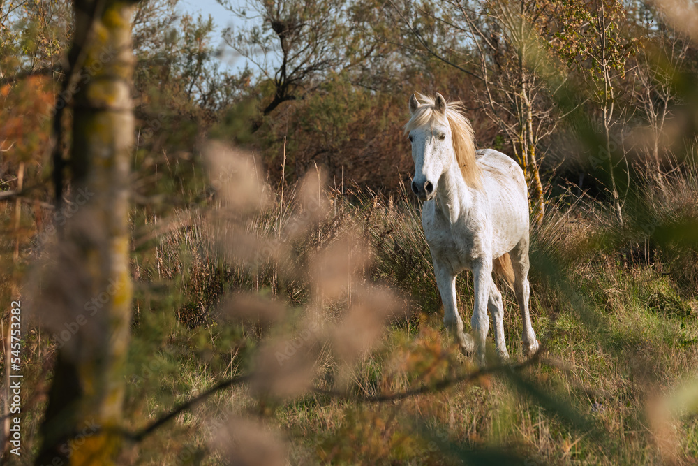 Cheval blanc de Camargue dans le sud de la France. Chevaux élevés en liberté au milieu des taureaux Camarguais dans les étangs de Camargue. Dressés pour être montés par des gardians. Cheval blanc de Camargue dans le sud de la France. Chevaux élevés en liberté au milieu des taureaux Camarguais dans les étangs de Camargue. Dressés pour être montés par des gardians.