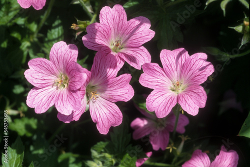Géranium vivace, Géranium erianthum