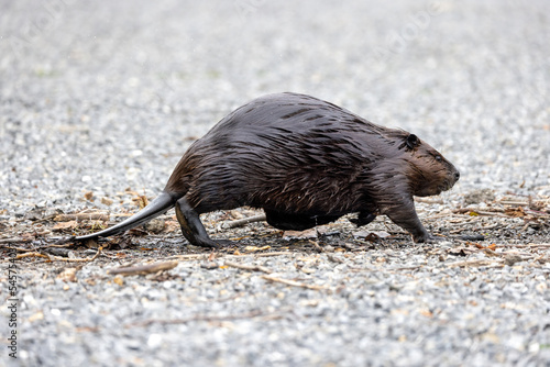 Castor sur chemin