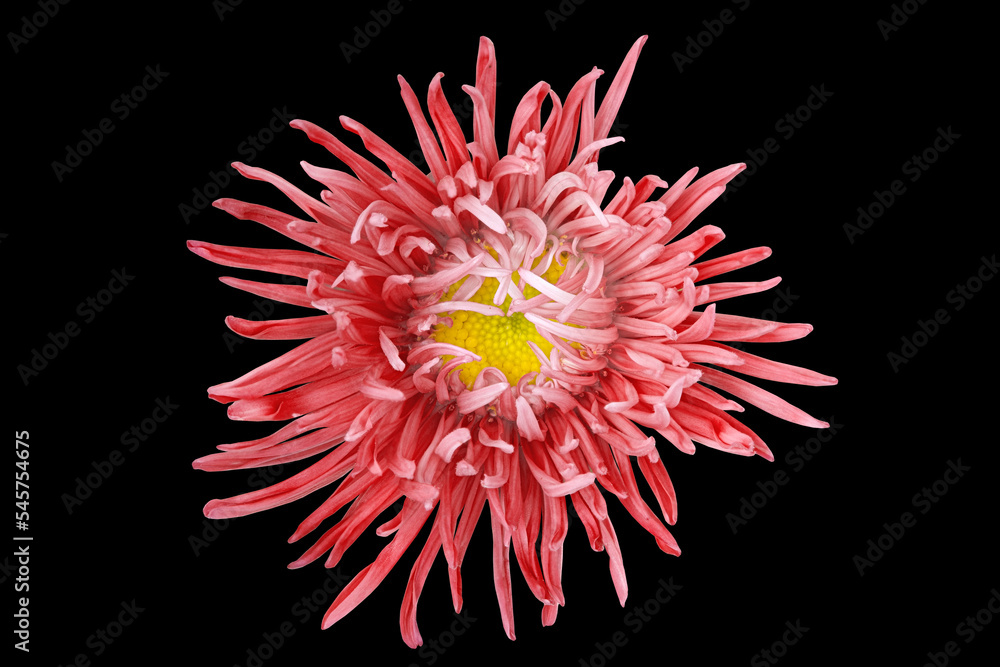 Bright aster flower on a black background. Close-up. Nature. Bright aster flower on a black background. Close-up. Nature.