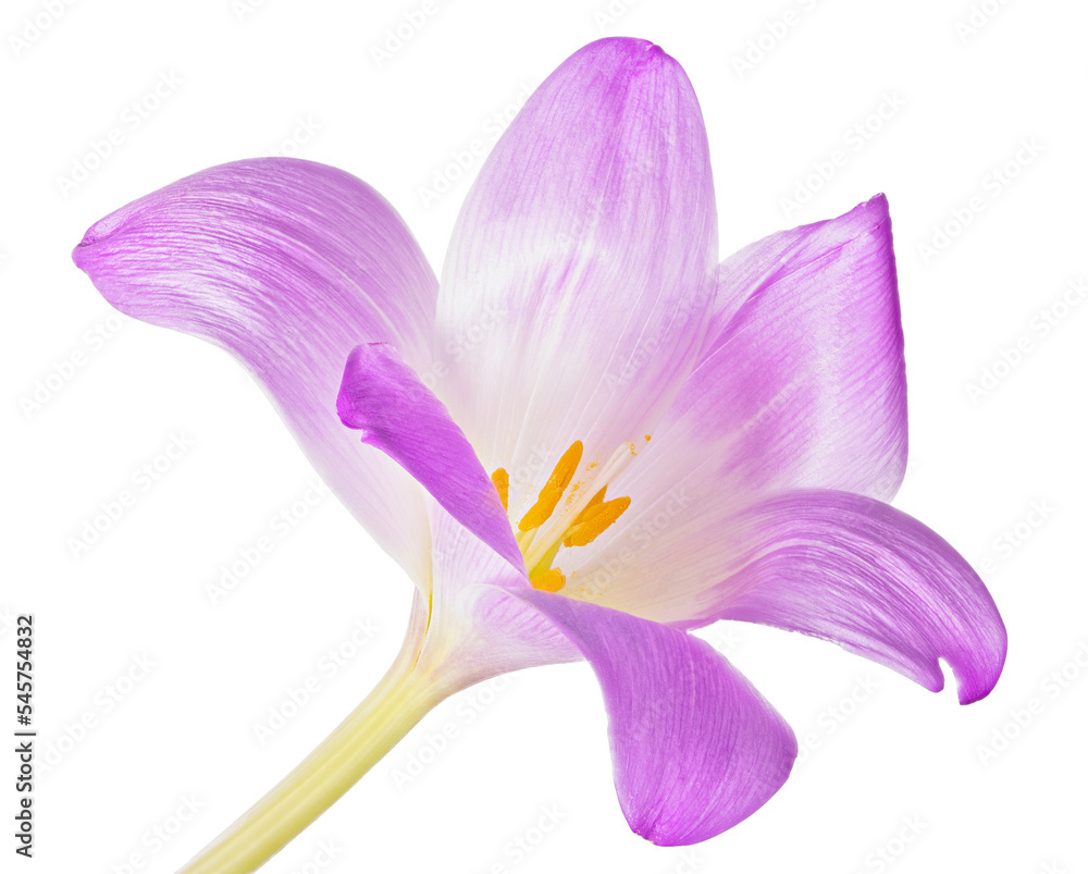 large open lilac and white crocus bloom
