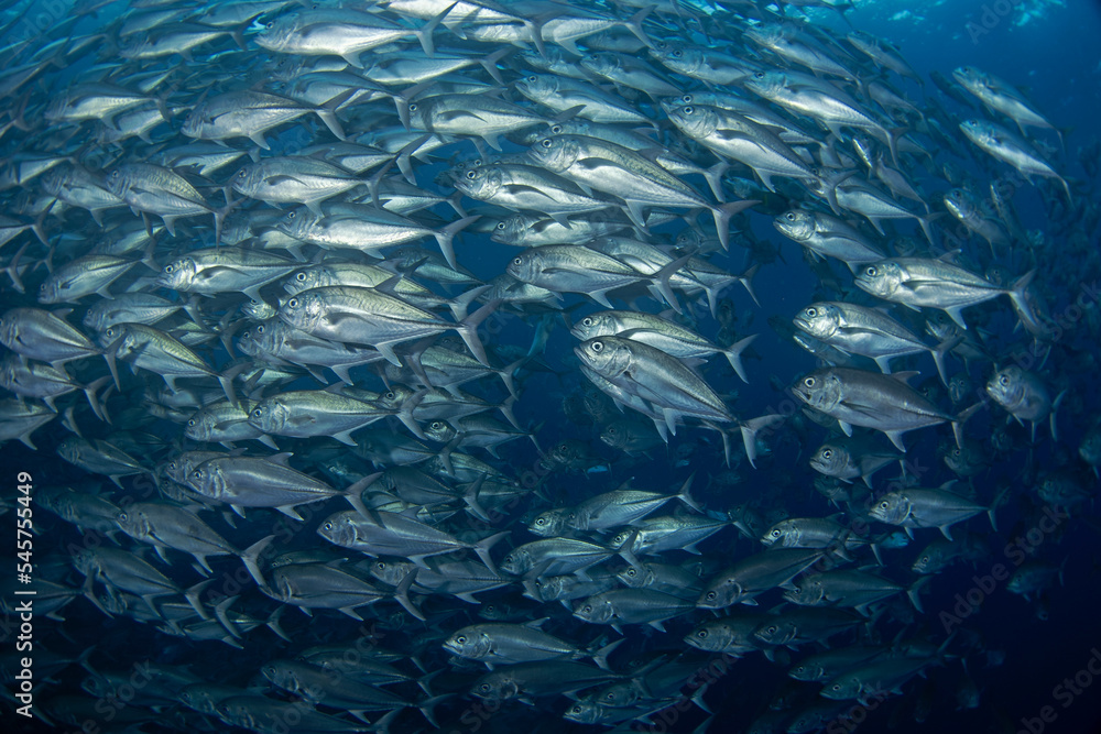 Bigeye jacks near Malpelo island. Jack are swimming in big shoal. Marine life. Bigeye jacks near Malpelo island. Jack are swimming in big shoal. Marine life.