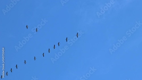 Flock of cranes flying in formation to save energy with blue sky background leave to their wintering grounds as regular migration in autumn and spring in south direction and warm regions to survive