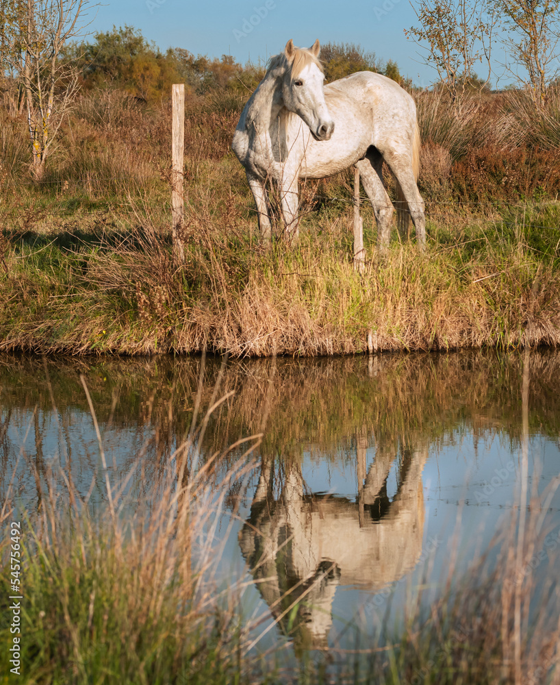 CPM - EN CAMARGUE AVEC LES GARDIANS - Chevaux Camarguais