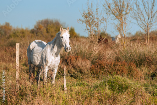 Cheval blanc de Camargue dans le sud de la France. Chevaux   lev  s en libert   au milieu des taureaux Camarguais dans les   tangs de Camargue. Dress  s pour   tre mont  s par des gardians.