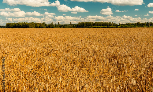 Golden field of ripe rye with summer clouds over, selective focus on stems of...