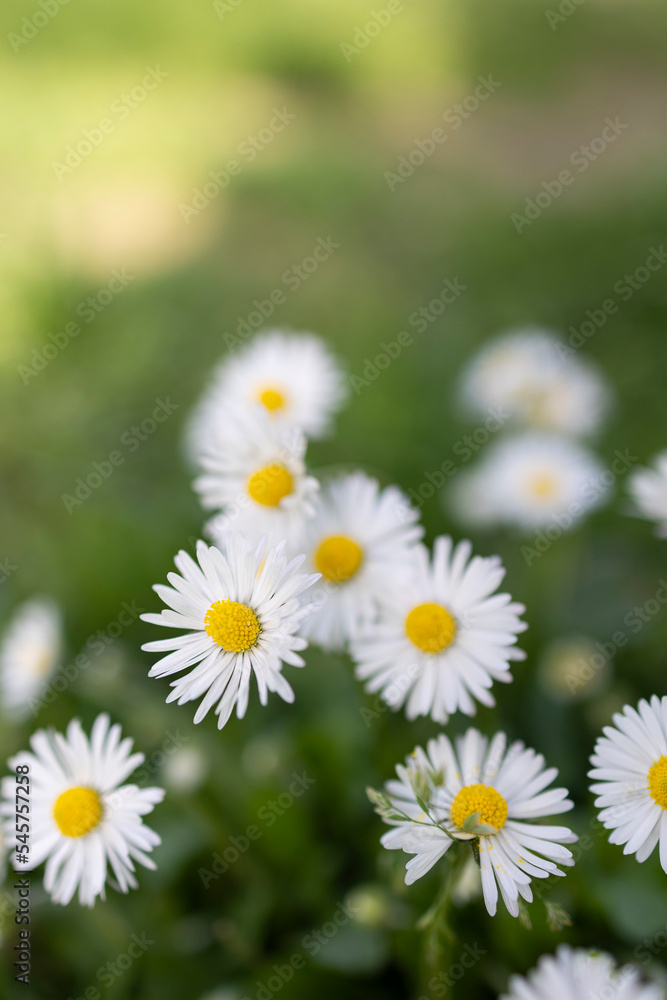 Obraz premium Close-up of common daisy (Bellis perennis) blooming in a meadow in spring, İstanbul- Turkey
