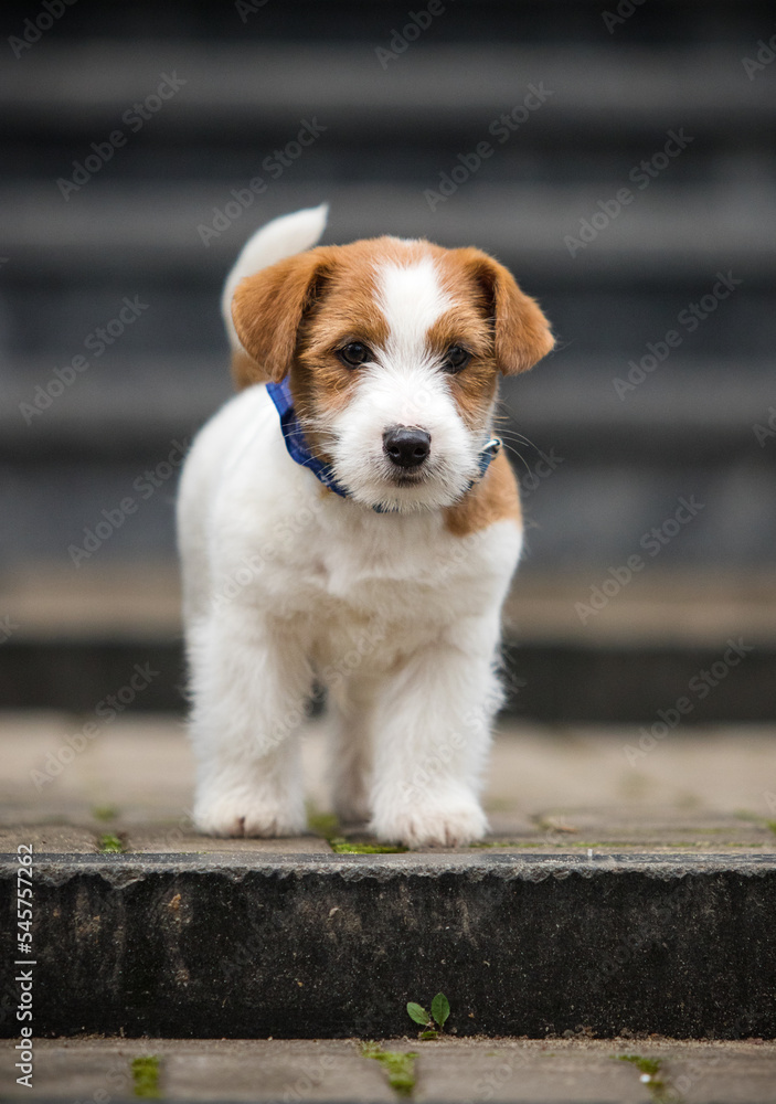jack russell puppy running up the stairs