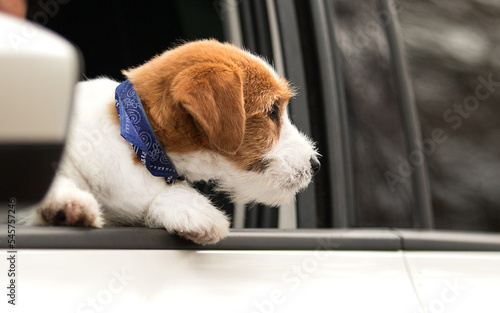 jack russell puppy in the car and looking out the window