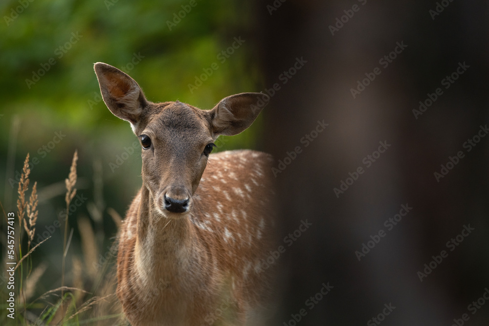 European fallow deer in the wood. Deer in natural. Wildlife in Europe. Animals during autumn time. European fallow deer in the wood. Deer in natural. Wildlife in Europe. Animals during autumn time.