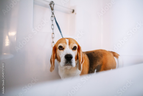 Bath Time For A Beagle