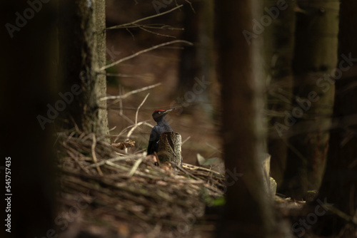 Black woodpecker on the root. Woodpecker in the forest. European nature. 