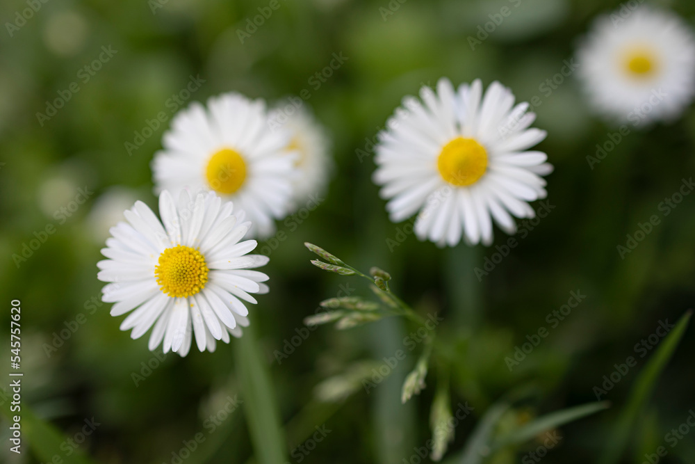 Close-up of daisies (Bellis perennis) blooming in a meadow in spring, İstanbul- Turkey Close-up of daisies (Bellis perennis) blooming in a meadow in spring, İstanbul- Turkey