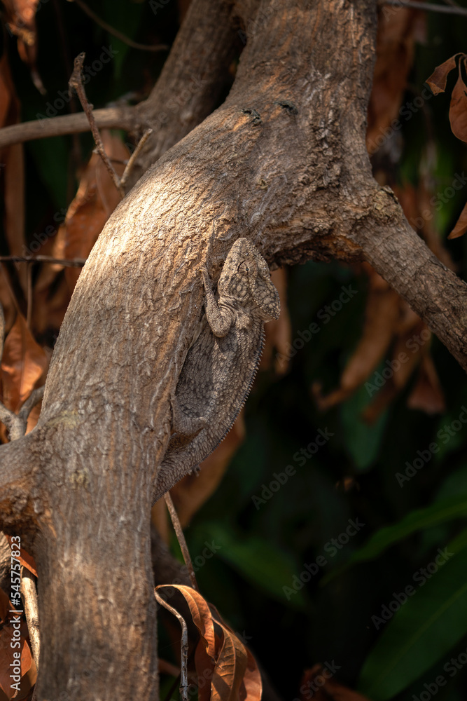 Panther chameleon in the forest. Chameleon is climbing on the branch. Wildlife in Madagascar. Animals during autumn time. Panther chameleon in the forest. Chameleon is climbing on the branch. Wildlife in Madagascar. Animals during autumn time.