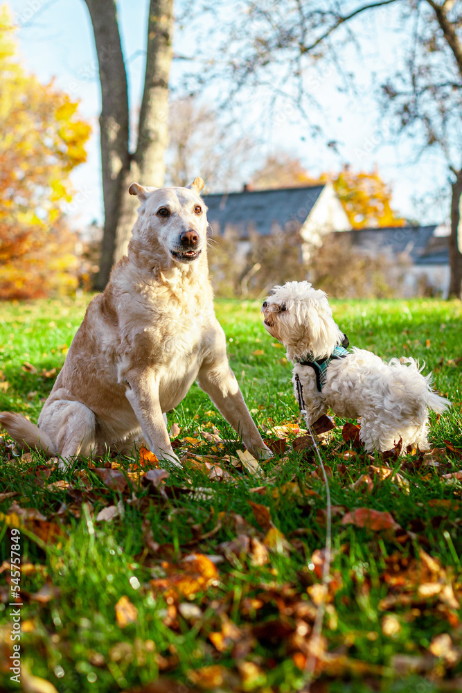 Old Labrador Retriever Playing With Young Maltese Puppy Old Labrador Retriever Playing With Young Maltese Puppy