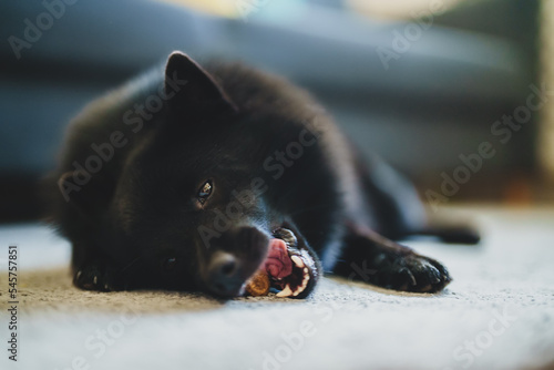 Schipperke dog eats dog bone treats. photo