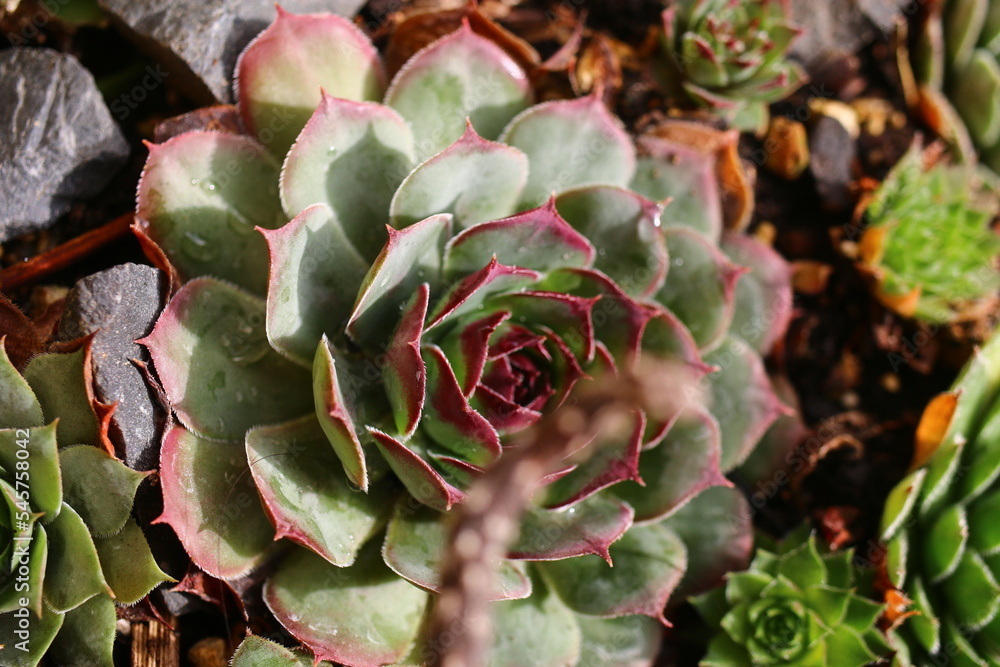 Fototapeta premium Rojnik Cloud Cap sempervivum