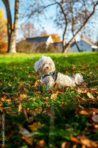 Cute Maltese Puppy Playing in Fall New England Backyard