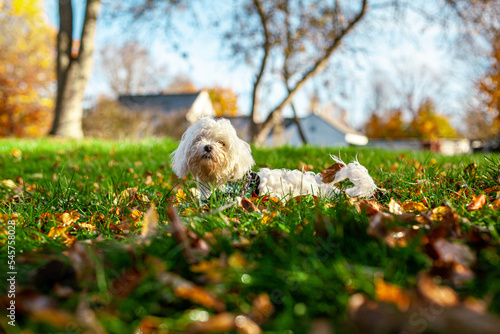 Cute Maltese Puppy Playing in Fall New England Backyard