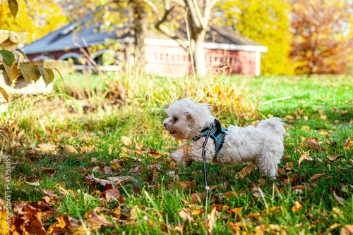 Cute Maltese Puppy Playing in Fall New England Backyard