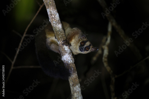 Pale fork marked lemur in the Kirindy park. Phaner pallescens during night walk on the Madagascar. Wildlife on Madagascar island.  photo