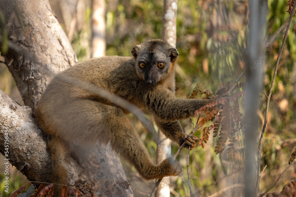 Rufous brown lemur in Kirindi park. Exotic safari on Madagascar. Lemurs in the forest. Brown lemurs in the troop.
