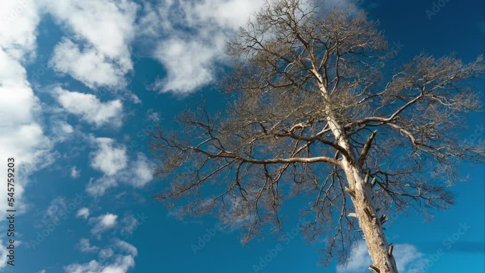 A tall tree that died because of human activity