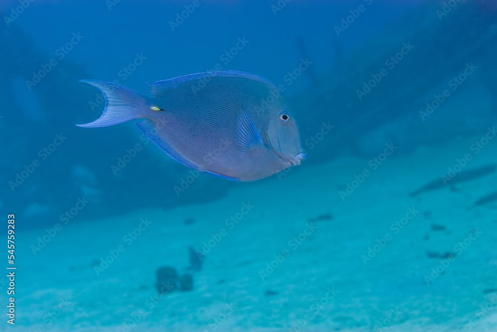 Blue tang surgeonfish Acanthurus coeruleus near a deep shipwreck Blue tang surgeonfish Acanthurus coeruleus near a deep shipwreck